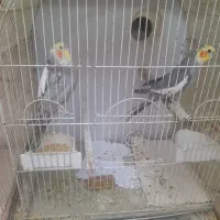 عروس هلندی مولد با جوجه و تخم|پرنده|اسلام‌شهر, شهرک قائمیه|دیوار