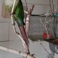 فروش یک جفت گیرینچیک|پرنده|نجف‌آباد, امیرآباد|دیوار