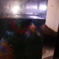 نرو ماده فایتر