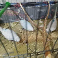 عروس هلندی و مرغ عشق|پرنده|سیراف, |دیوار