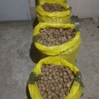 گردو