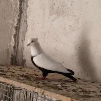 دم سیاه ابلغ