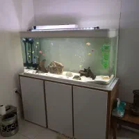 اکواریوم شیشه خم|ماهی|خرمآباد, |دیوار