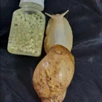 حلزون آلبینو