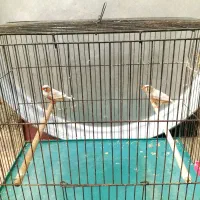 جفت ایزابل درشت مولد مولد|پرنده|چمران, |دیوار