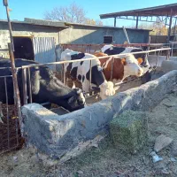 گاو داشتی و گوشتی