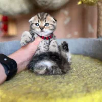 اسکاتیش تریپل فولد ماربل گلد