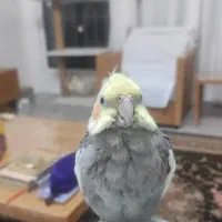 گمشده گم شده عروس سمت باهنر|حیوانات|شیراز, جانبازان|دیوار