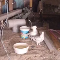 کفتر کبوتر|پرنده|نورآباد, |دیوار