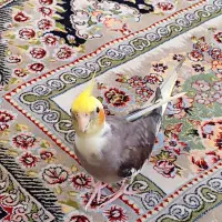 عروس هلندی گم شده