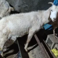 بز یکساله دورگ سانن وآمریکایی زاییده چهل خال