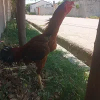 خروس لاری افغان