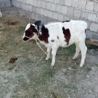 گاوه شیری.   3. عدد