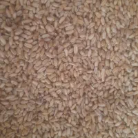 گندم رقم کلاته دیم