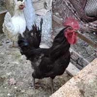 خروس سیاه ۱۰ ماهه بومی
