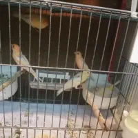 قناری جفت و تک