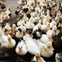 فروش اردک نر وماده