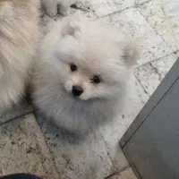 سگ پامرین خرسی روباهی