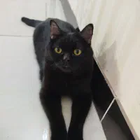 گربه اسکاتیش