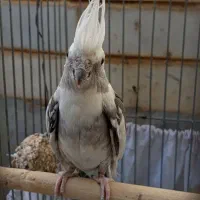 عروس هلندی ماده البینو دوکت مولد کارداده|پرنده|کوهدشت, |دیوار