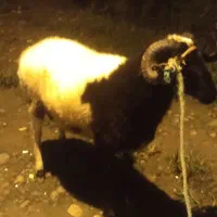 فروش بره نر جوان گوشتی