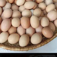 تخم مرغ محلی تازه