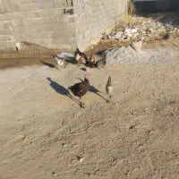 بوقلمون محلی اصل