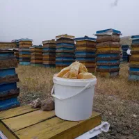 عسل|عمده‌فروشی|تالش, تالش|دیوار