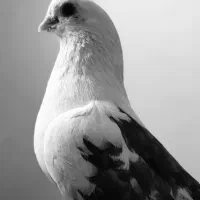 کبوتر تهرونی و کله دم