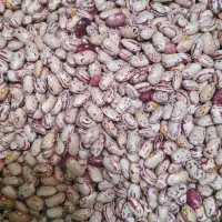 حبوبات به قیمت تنظیم بازار،چیتی۲۸۵۰۰۰ تومان