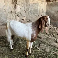 بزپاکستانی