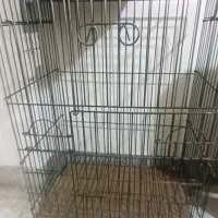 قفس کاسکو طوطی عباس شاهی