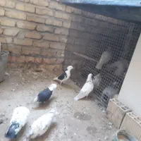 تعدادی کبوتر بفروش میرسد