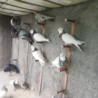 پرنده|پرنده|بم, |دیوار