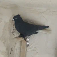 ماده زاغ دمسفید|حیوانات|کرمان, |دیوار