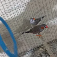 فنج کینگ یک جفت|پرنده|بندر ماهشهر, |دیوار