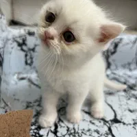 برتیش اسکاتیش