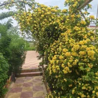 باغ ومداداری