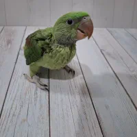 شاه طوطی تکثیر داخل