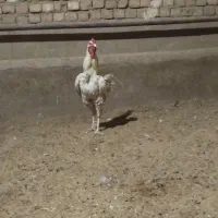 خروس لاری