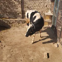 گوساله چاق کشتار