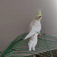 عروس هلندی لونتیوسخنگو|پرنده|علیآباد کتول, |دیوار