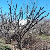 انجام خدمات باغبانی و کشاورزی