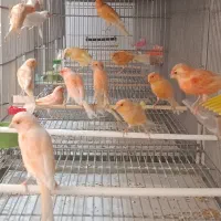 قناری رسمی و ردفاکتور