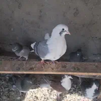 ماده‌تهرونی