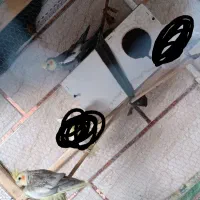 عروس هلندی سینامون