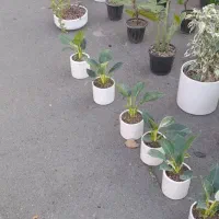 فروش انواع گل زیر قیمت بازار از دو هزار به بالا|گل و گیاه طبیعی|کرج, برغان|دیوار