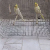 عروس هلندی|پرنده|قم, وادی السلام|دیوار