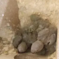 ۴تا جوجه کوتوله برزیلی سرلاکی|پرنده|اصفهان, سرچشمه|دیوار