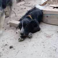 فروش چند قلاده سگ